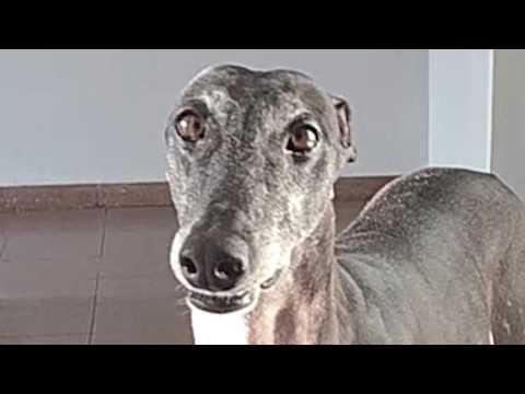 Woman brings home a hunting dog who won't stop running #Video