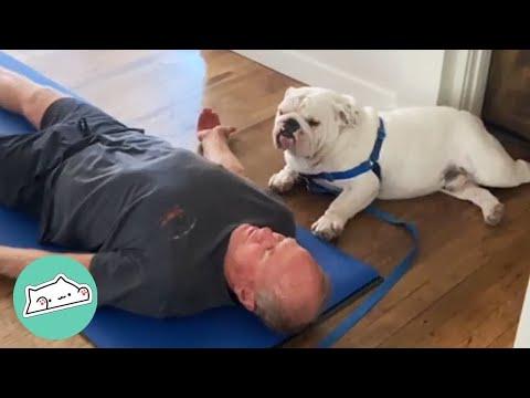 Nobody Can Keep Up with this Bulldog’s Pilates Routine #Video