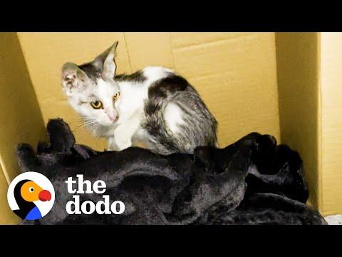 Woman Convinces Husband to Adopt Kitten By Bringing Him Home #Video