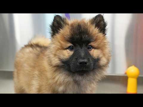 This Eurasier Puppy Is So Fluffy...I Almost Died From Cuteness Overload #Video