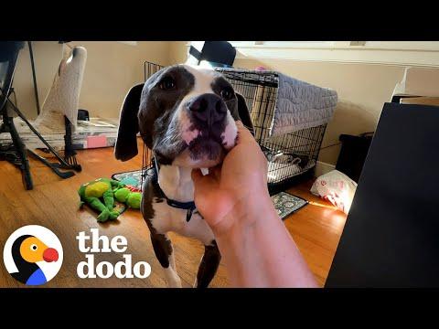 Terrified Pittie Finally Learns What Love Is All About #Video