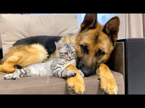 German Shepherd and Golden Retriever are Best Friends for Kitten #Video