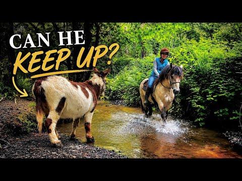 Can My Rescue Donkey Keep Up With My Young Stallion? #Video