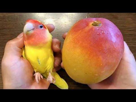 When God Sends You a Comedian Parrotd #Video