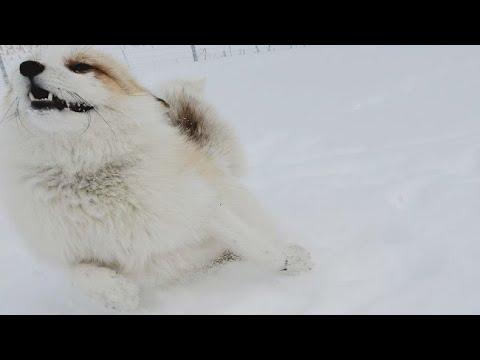 Jagger Fox does zooms in the snow #Video