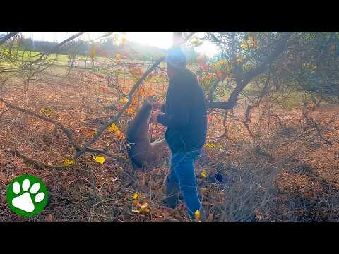 Brave man gets knocked down rescuing a deer #Video