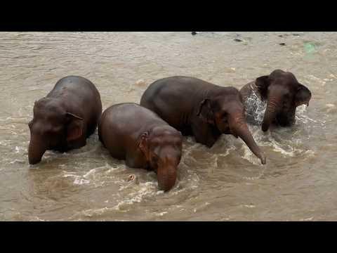A Relaxing Morning in Nature for the Herd - ElephantNews #Video