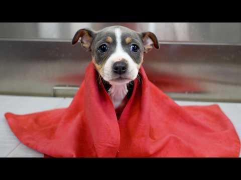 I Think I Just Found My Dream Dog Breed... #Video
