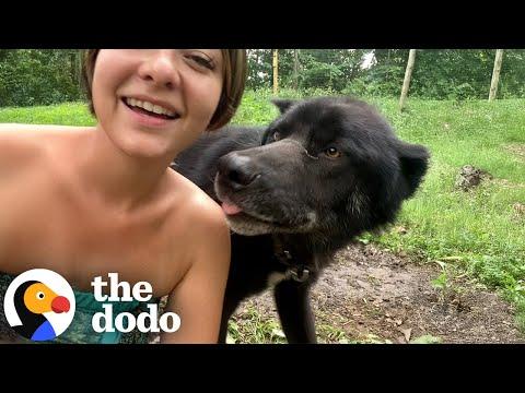 Wolfdog's Human Mom Teaches Him How To Howl #Video