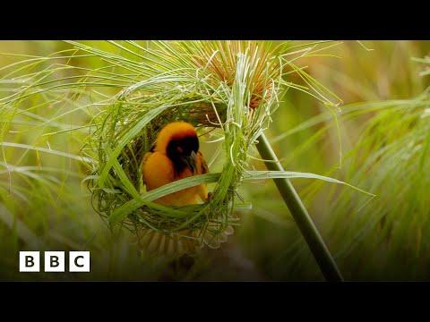 Inside the world of weaverbirds' stunning nest creation | BBC Global #Video