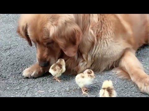 Gentle Golden Retriever Watching Baby Chicks Video