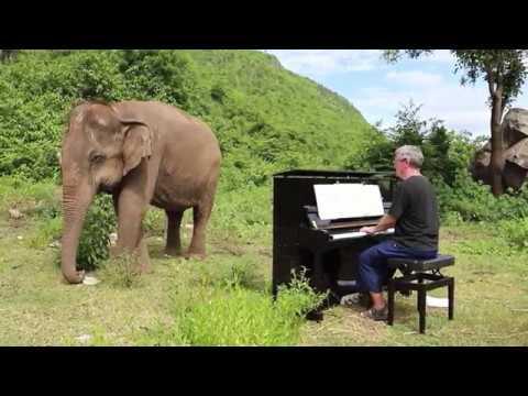 Bach on Piano for Blind Elephant