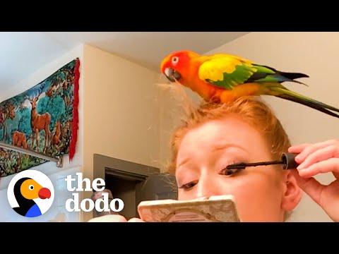 Parrot Has A Say In Every Single Thing His Mom Does — And She Loves It #Video