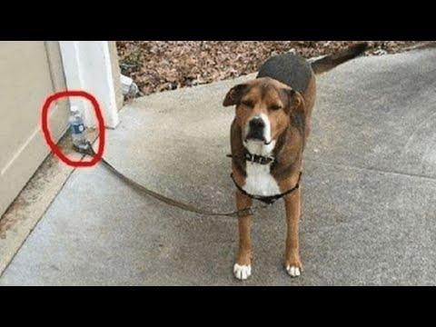 When you need a dog for protection but.. #Video