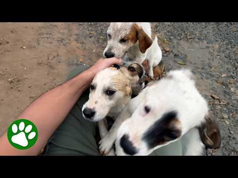 Man is ambushed by five homeless puppies #Video