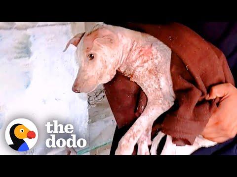 Puppy Was Lifeless Until She Heard Her Rescuers #Video