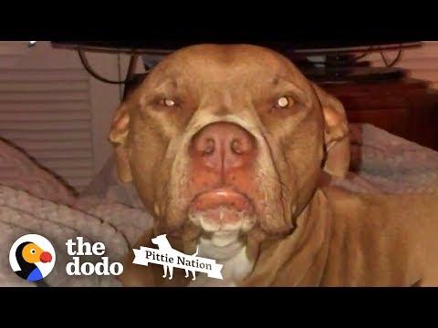 This Pittie Is SUCH A Daily Mood | The Dodo Pittie Nation