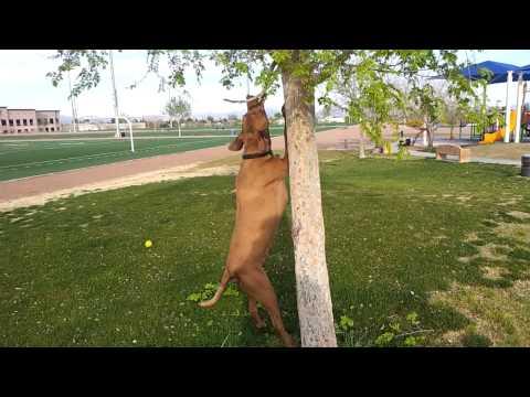 Vizsla Dog Attacking A Tree