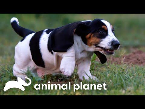 Basset Hound Puppies Play Hide and Seek With a Hamster #Video