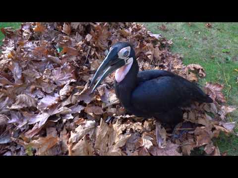 Cute animals playing in fall leaves