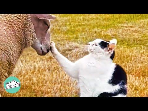 Wild Cat Herds Sheep Better Than Any Dog #Video