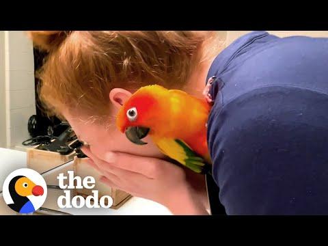 Parrot Micromanages Every Single Thing Mom Does #Video