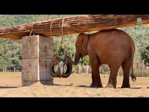 2 Years of Joy BunMa and Chaba at ENP Playground - ElephantNews #Video
