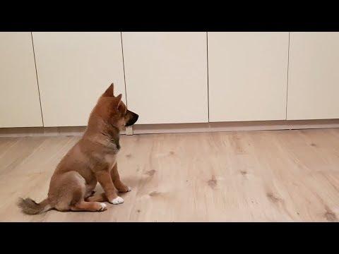 Puppy can't contain his excitement when owner comes home #Video