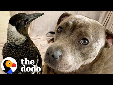 Pittie Thinks She's A Rescued Magpie's Mama #Video