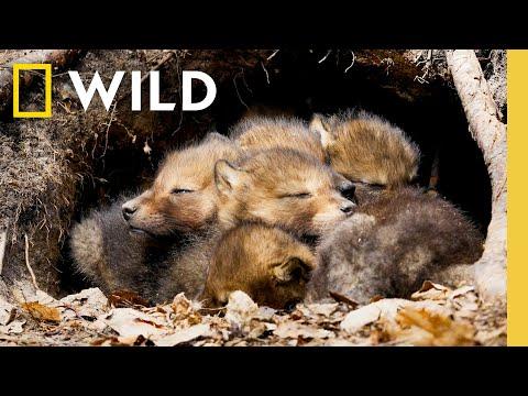 8 Minutes of Baby Animals: Pure Joy and Cuteness #Video