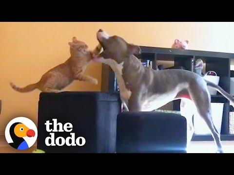 Dog Was Lonely When Sibling Started Preschool, So Mom Got A Kitten #Video