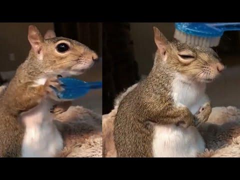 Cute Squirrel wants some Brushing Video