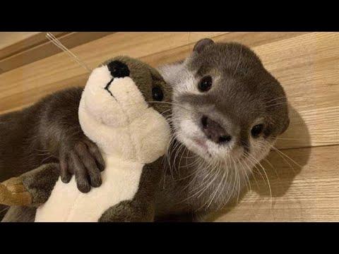 CUTE Otters You’ll Instantly Fall In Love With #Video