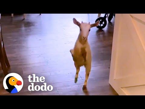 2-Legged Goat Runs Around Like A Toddler On Her Back Legs #Video