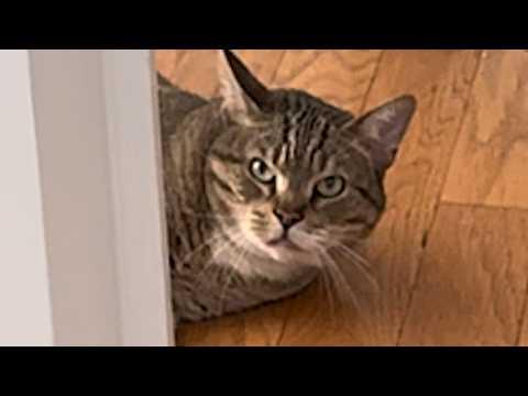 Nobody wanted 'mean' cat so woman takes him home #Video