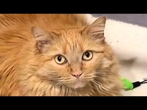 Cat's heartbreaking response to woman she saw 4 years ago #Video