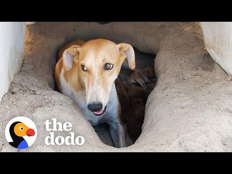 Mama And Her Puppies Get Rescued In 122-Degree Desert Heat #Video