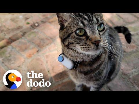 Guy Makes His Cat A Tiny Collar Camera To See What He's Up To Outside #Video