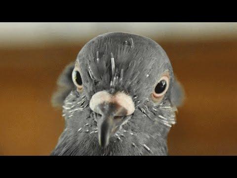 Dad gives a pigeon to his son. Then here's what happened to the pigeon. #video