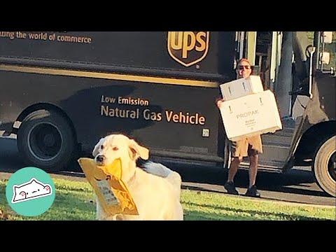 Dogs Get Excited Every Time UPS Driver Arrive at Their Door #Video