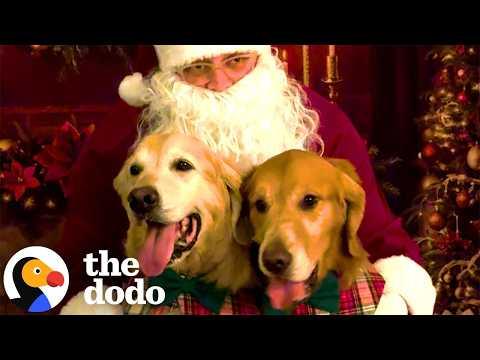 Santa Came Early For These Very Good Dogs #Video