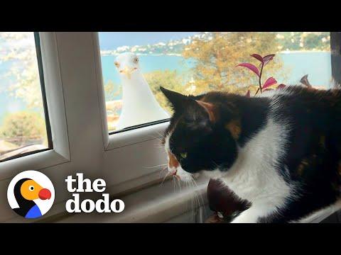 Seagull Shows Off Her Baby Chick To Cat BFF #Video
