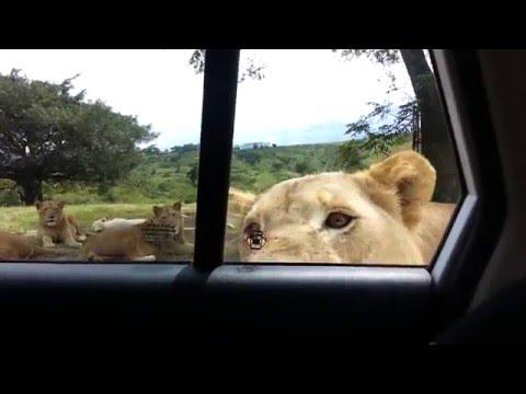 Lioness Opens Car Door