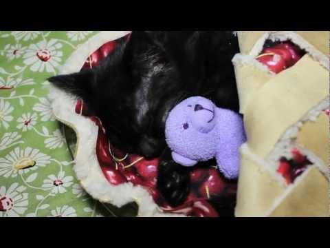 Kitten Sleeps In A Cherry Pie With Her Teddy Bear