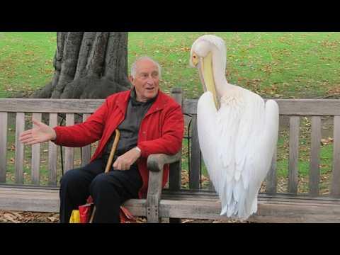 The Funniest ANIMALS of 2026 So Far #Video