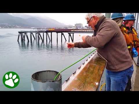 Hero Man Saves Birds from Steel Pile #Video