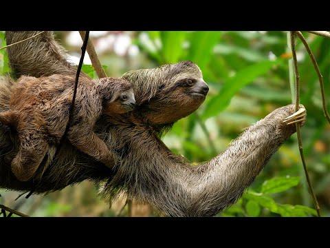 Filming Sloths With DJI | My Camera Equipment | Robert E Fuller #Video