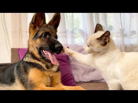 German Shepherd Puppy vs. Kitten Video