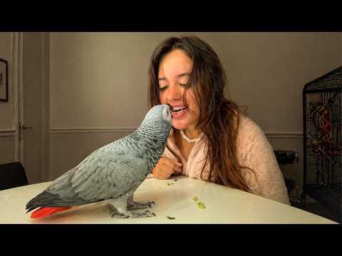 When Parrot Get Too Close | Funny Parrot Videos
