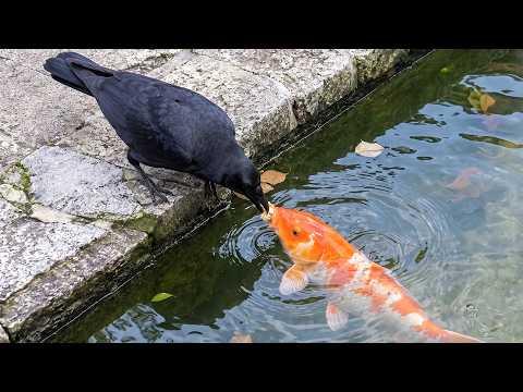 Nobody Expected THIS From a BIRD! #Video